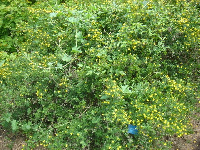 Jasminum fruticans P2A (2)